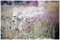 Verbena 2 [Minolta X-500 | 85mm 1.7 | Porta 160]