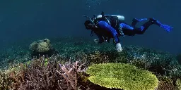 Gezond koraal herstelt verwoeste koraalriffen