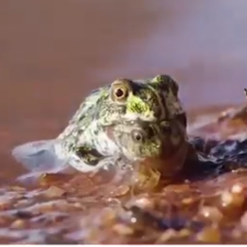 Big frog gnawing on its sibling