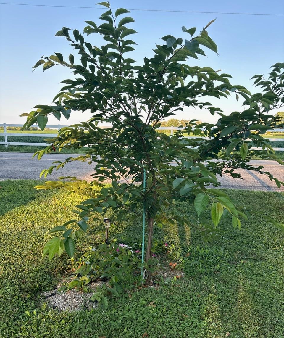 a 2-year-old yoshino cherry tree with green leaves.