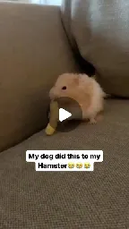 All Animal Lovers❤️ on Instagram: "He got his snack taken😭😭😭

Song: To My Beautiful World by @jiwhan_kim and @_minjeongkim 

#hamster"