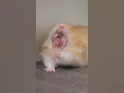 Hamster Yawning Compilation ￼#shorts #pets #hamster #fyp