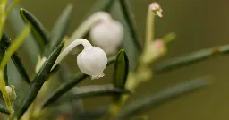 Lavendelhei op Kampina | Natuurmonumenten