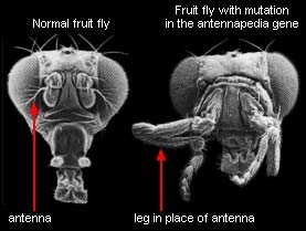 Fruitfly with legs instead of antennae